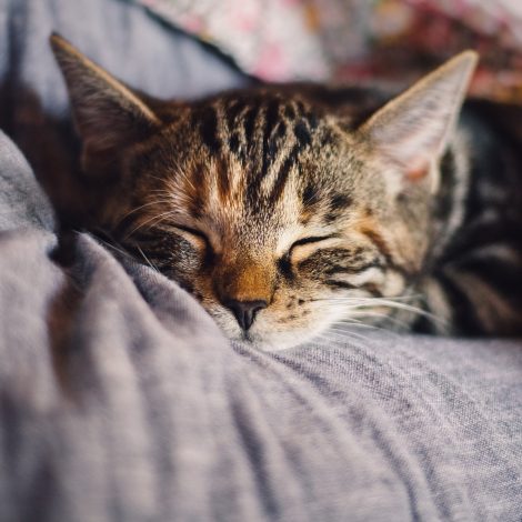 cat resting on a pillow, sleeping.